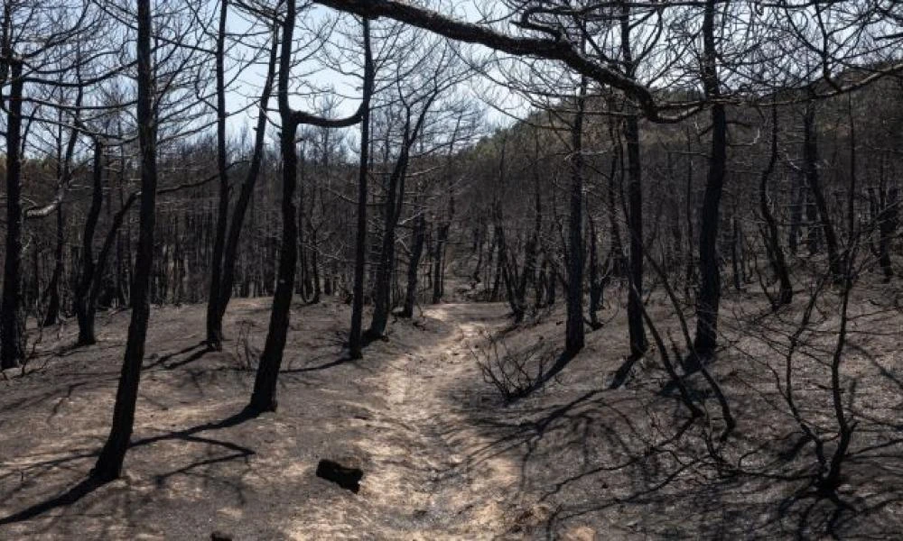 Φωτιά στον Έβρο: Ανεπανόρθωτη καταστροφή - "Το δάσος της Δαδιάς χάθηκε για πάντα"